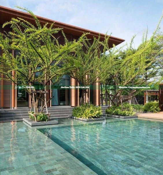 cây đào tiên trồng bể bơi